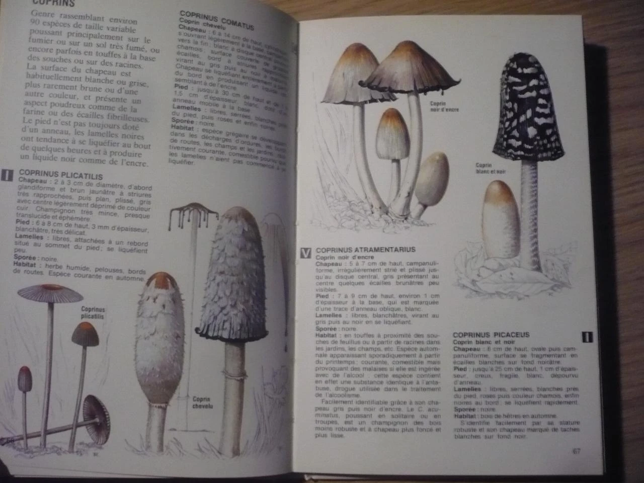 THE MUSHROOMS by Derek REID (1981) – photo 6